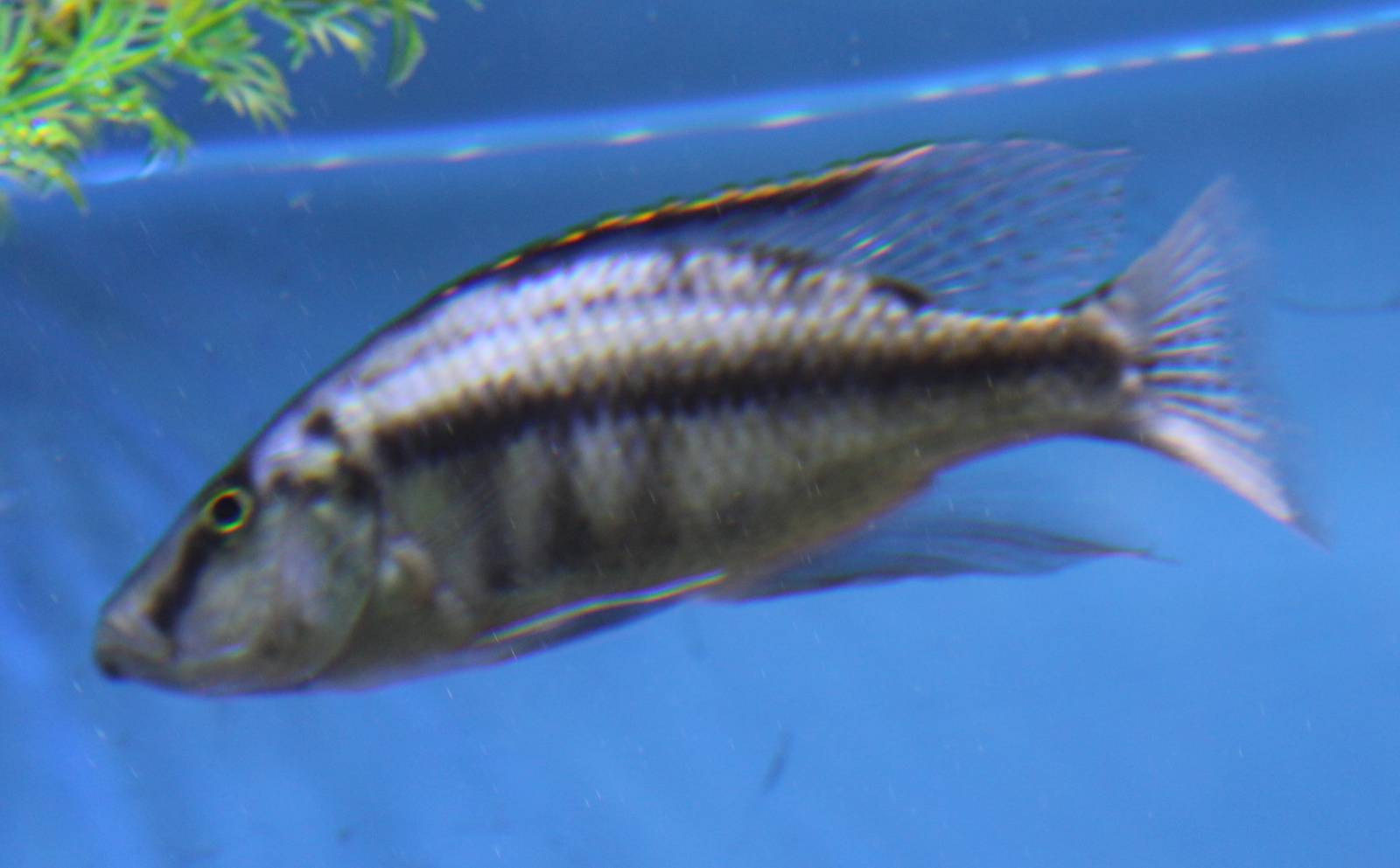 Dimidiochromis compressiceps