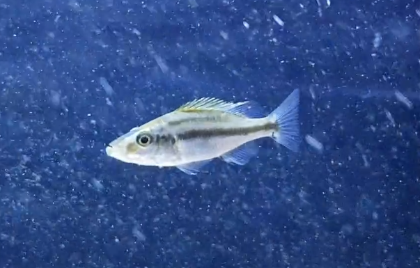 Dimidiochromis compressiceps