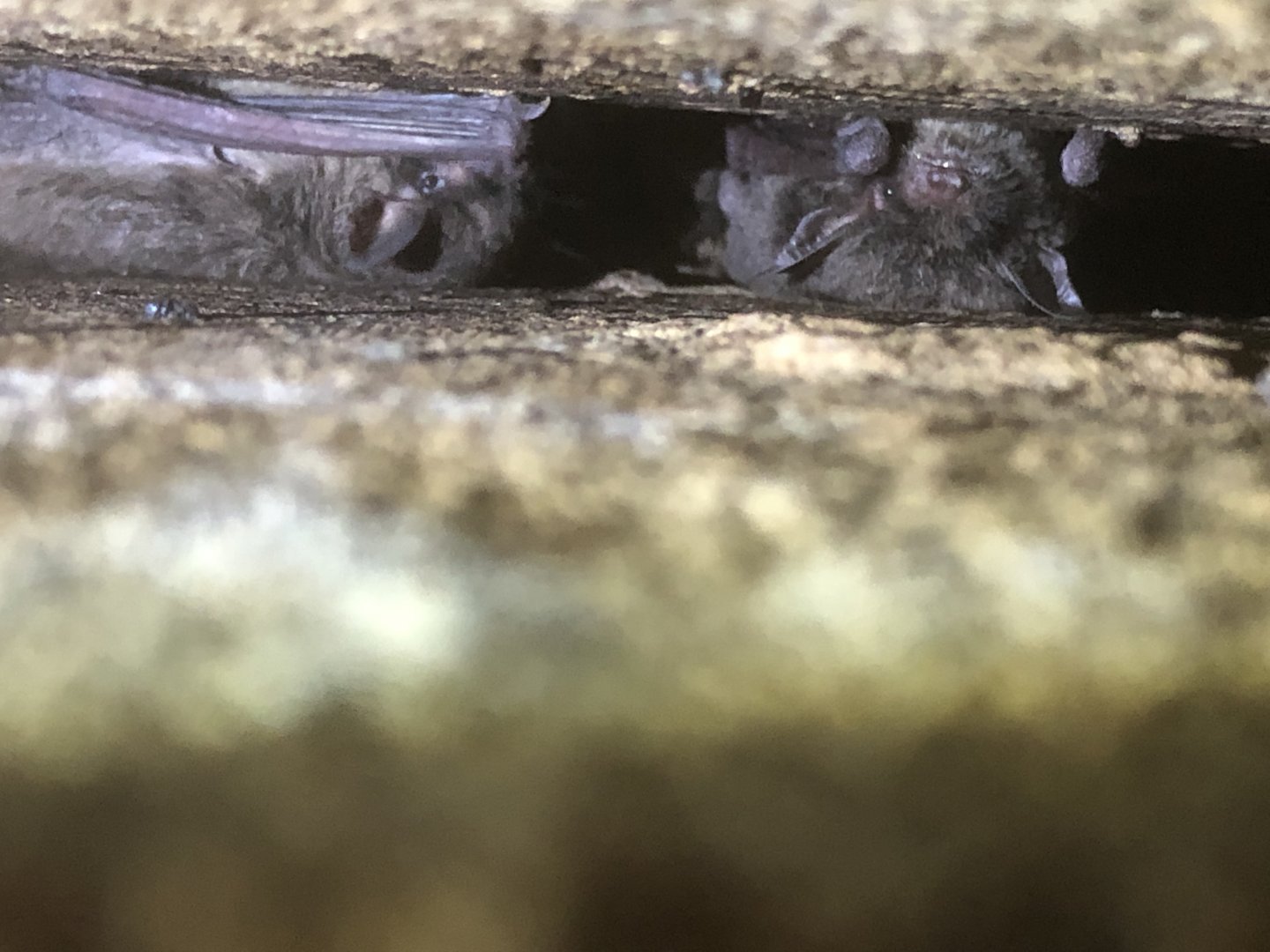 Diminutive Brown Bat (Eptesicus diminutus)