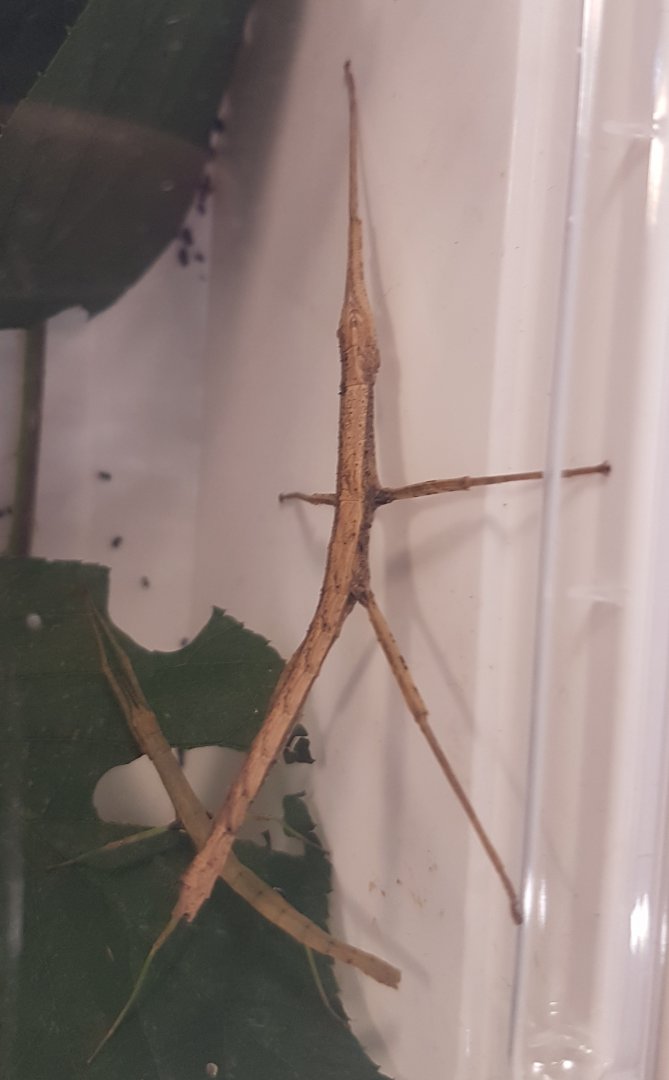 Dimorphodes species "Galela"