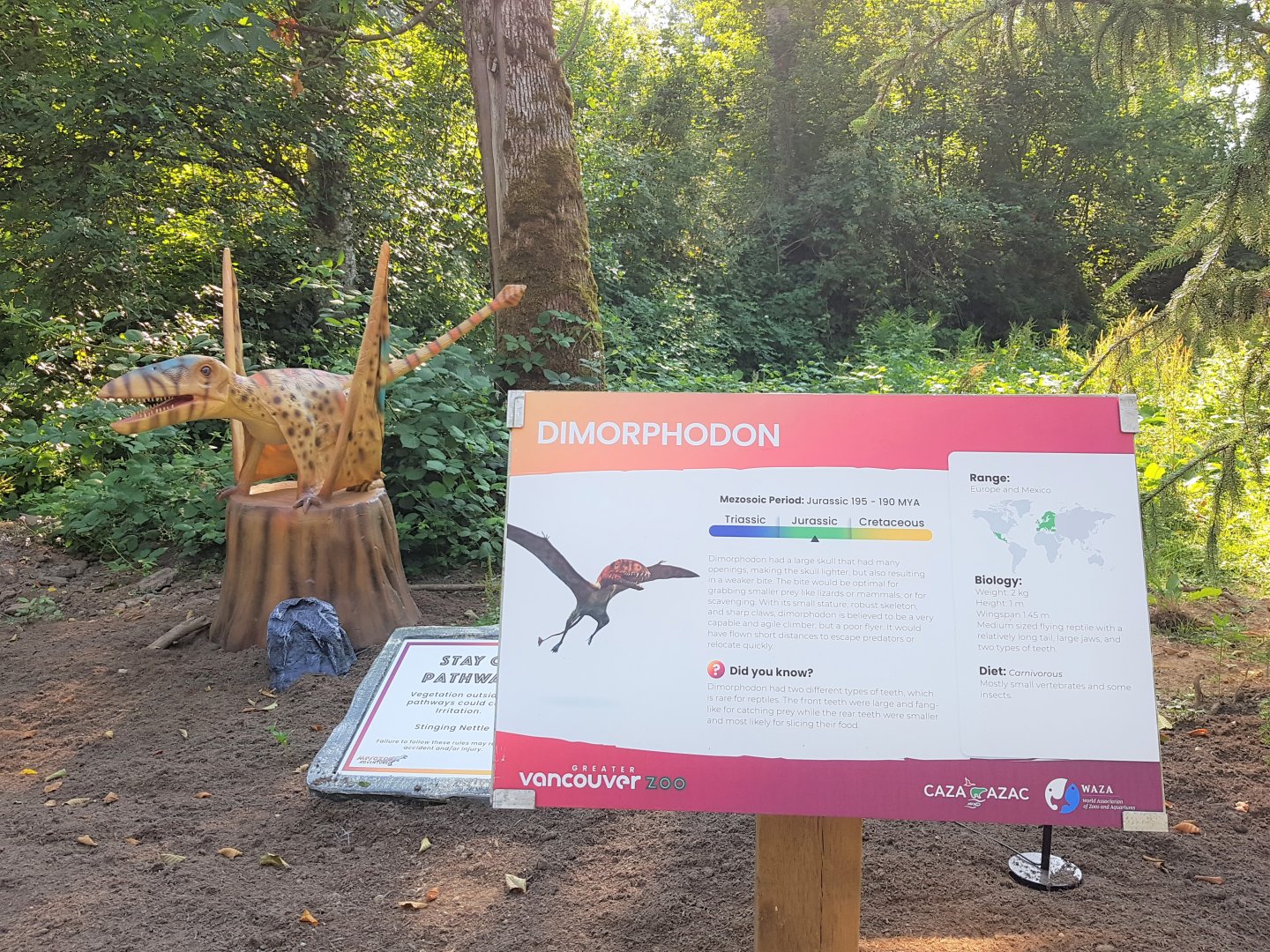 Dimorphodon Display