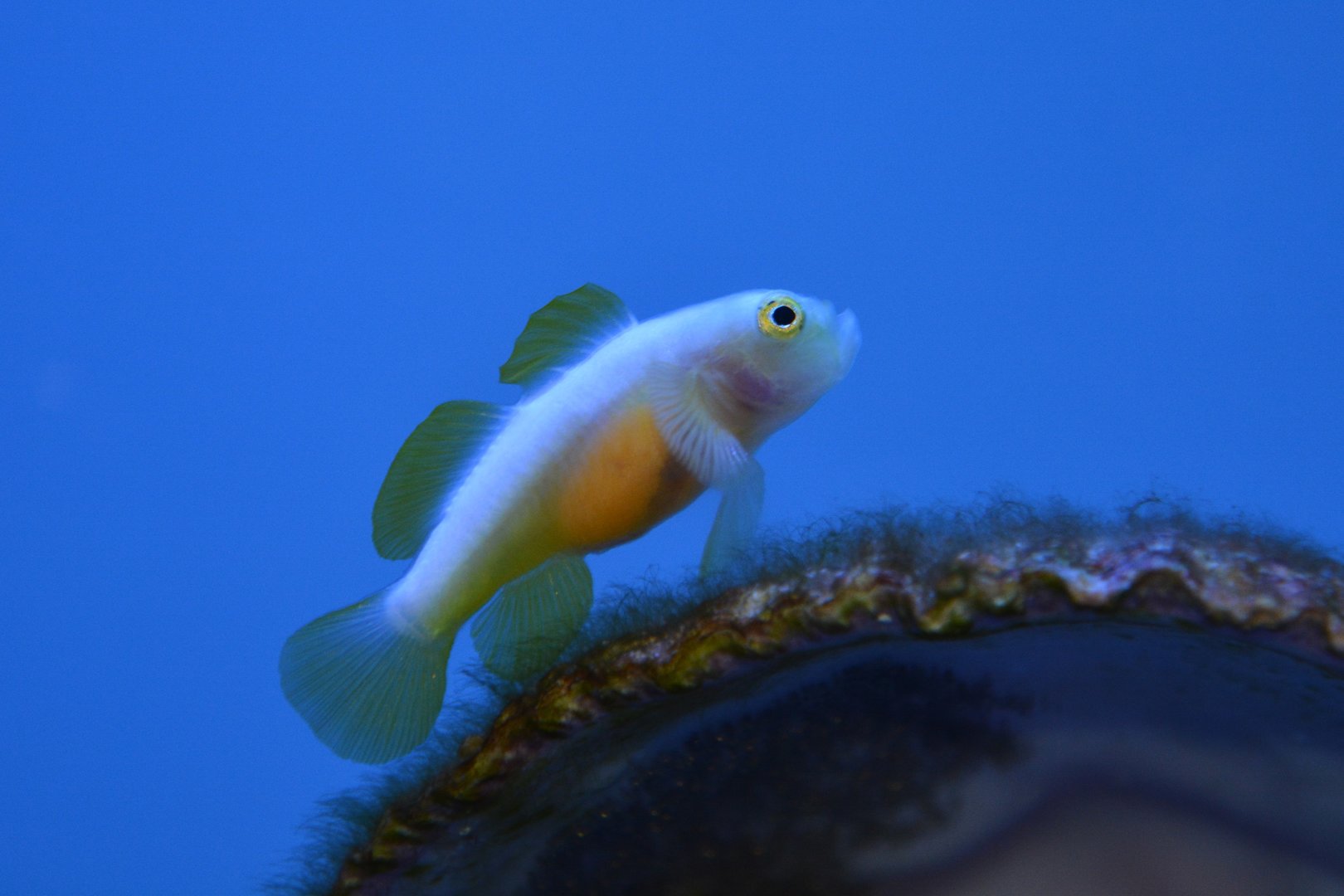 Dinah's goby (Lubricogobius dinah)