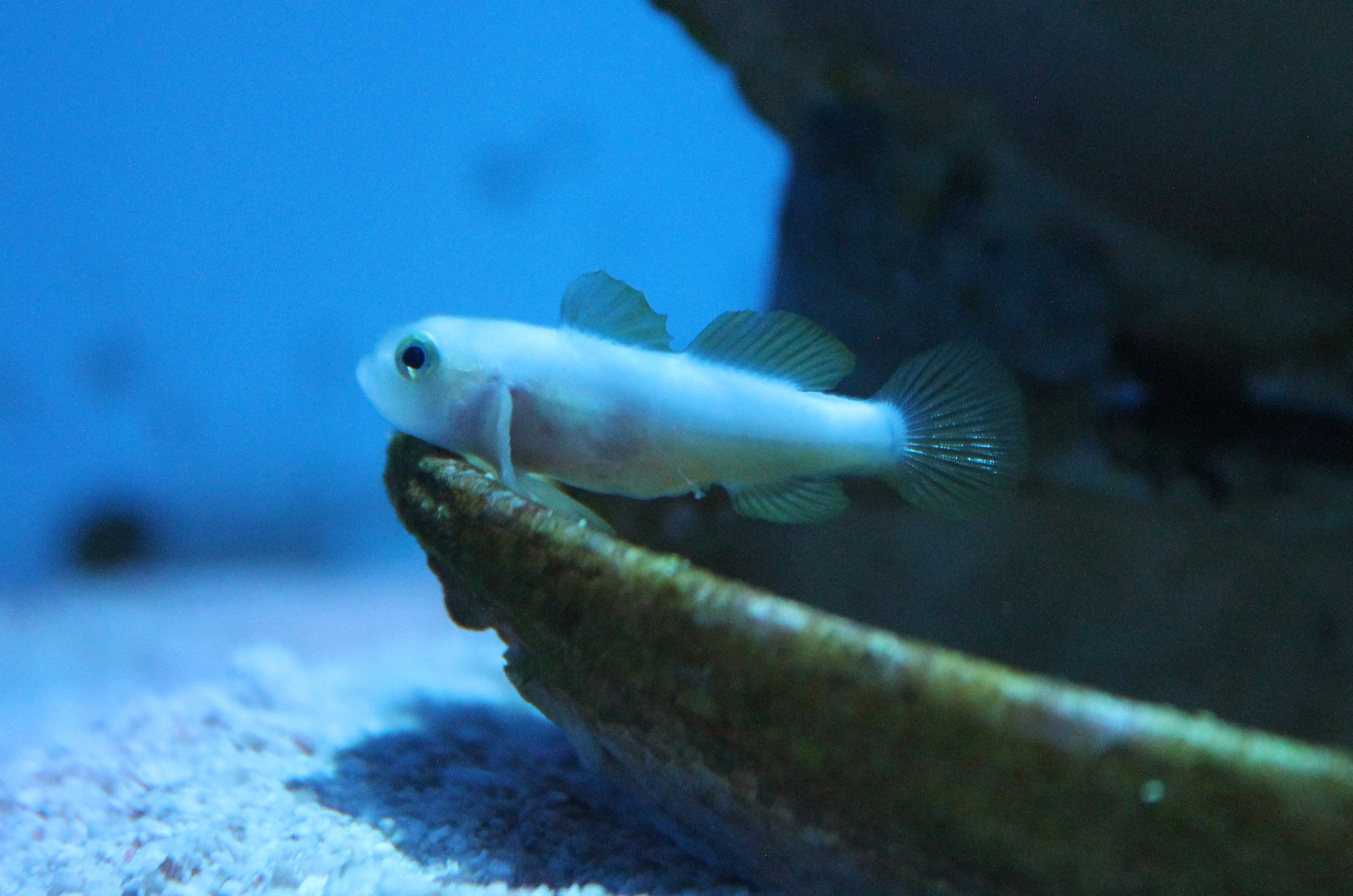 Dinah's Goby (Lubricogobius dinah)