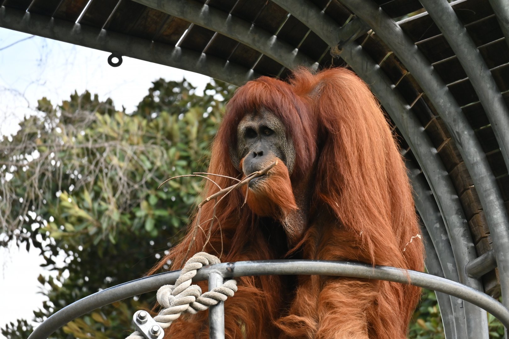 Dinar-Sumatran Orangutan-2025