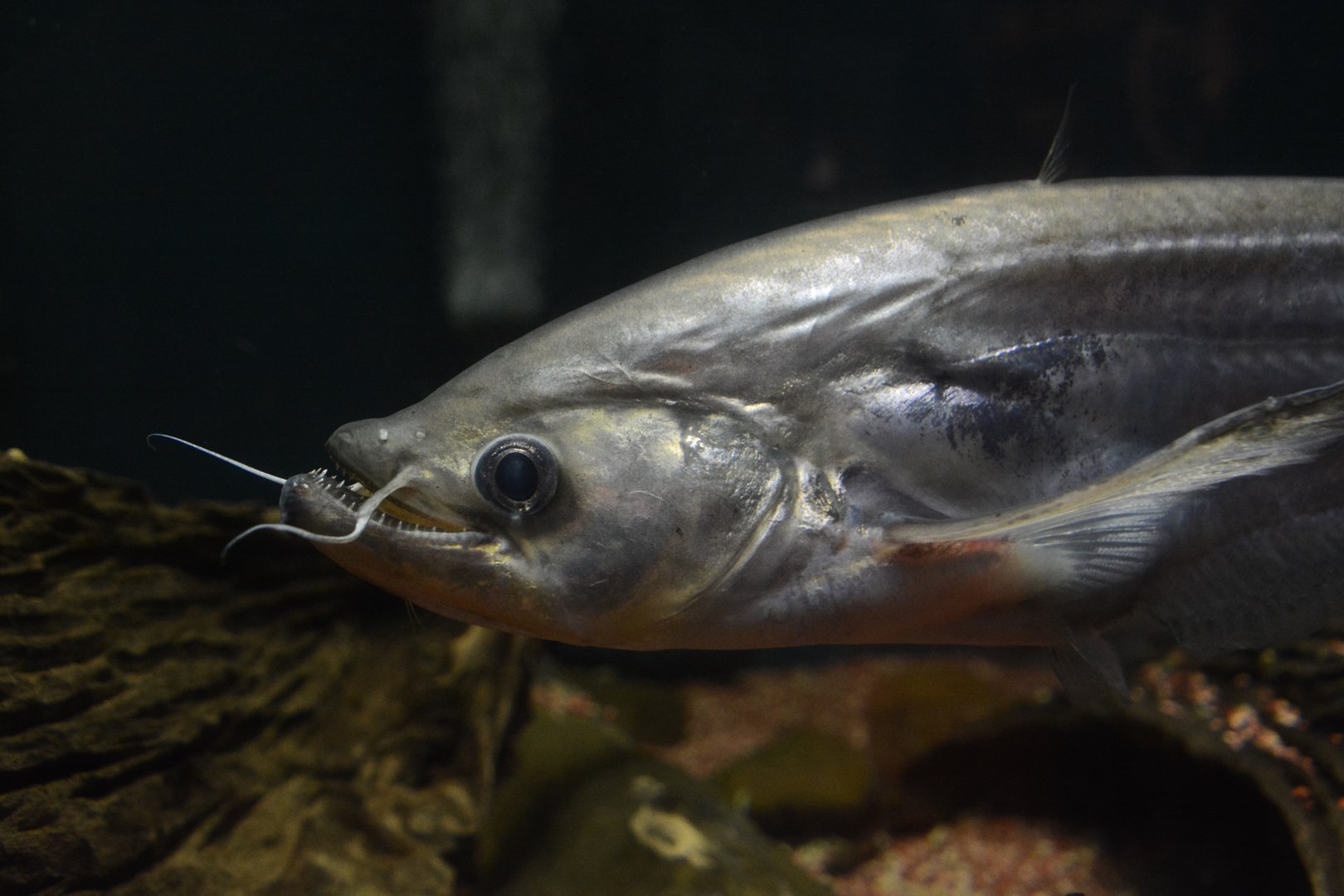 Dinema catfish (Belodontichthys dinema)