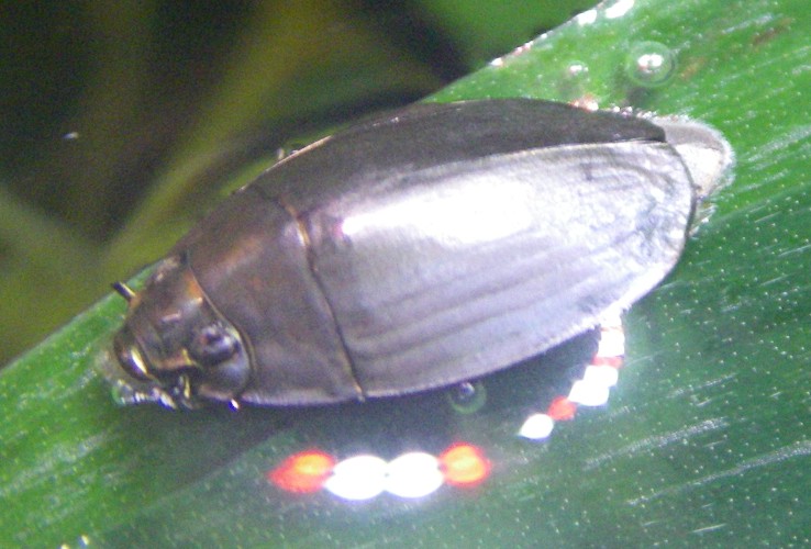 Dineutus sp. (need ID!)