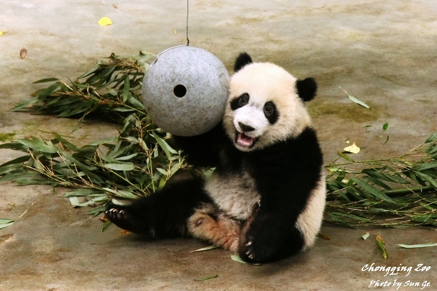Dingding The Panda