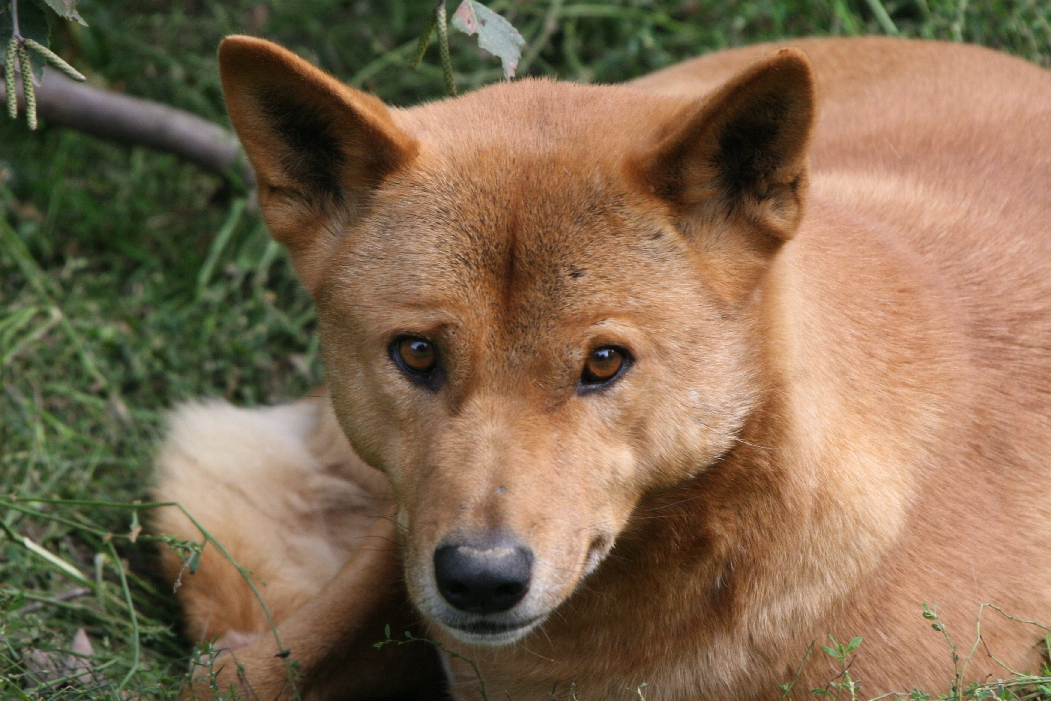 Dingo #1