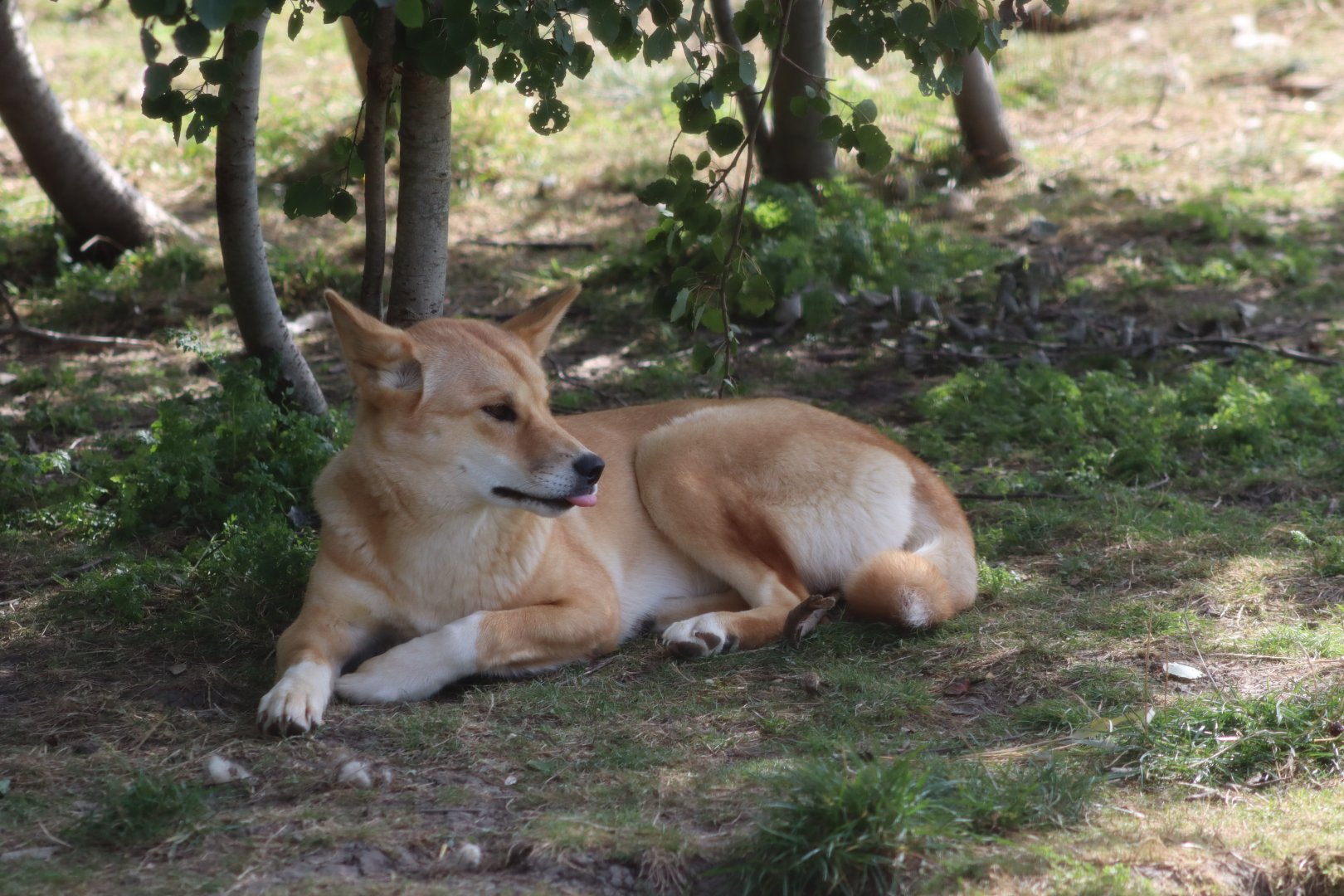 Dingo - 12 September 2020
