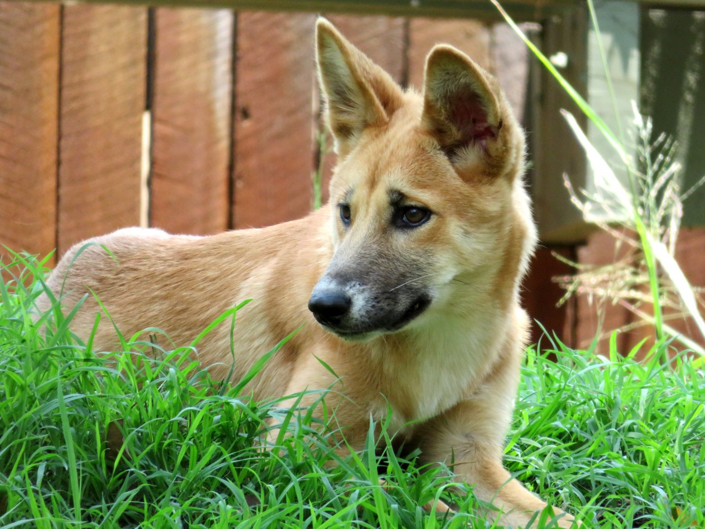 Dingo at Lone Pine Koala Sanctuary