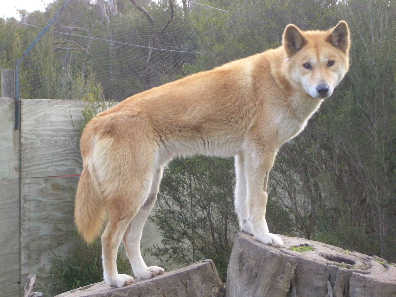 Dingo at Moonlit Sanctuary