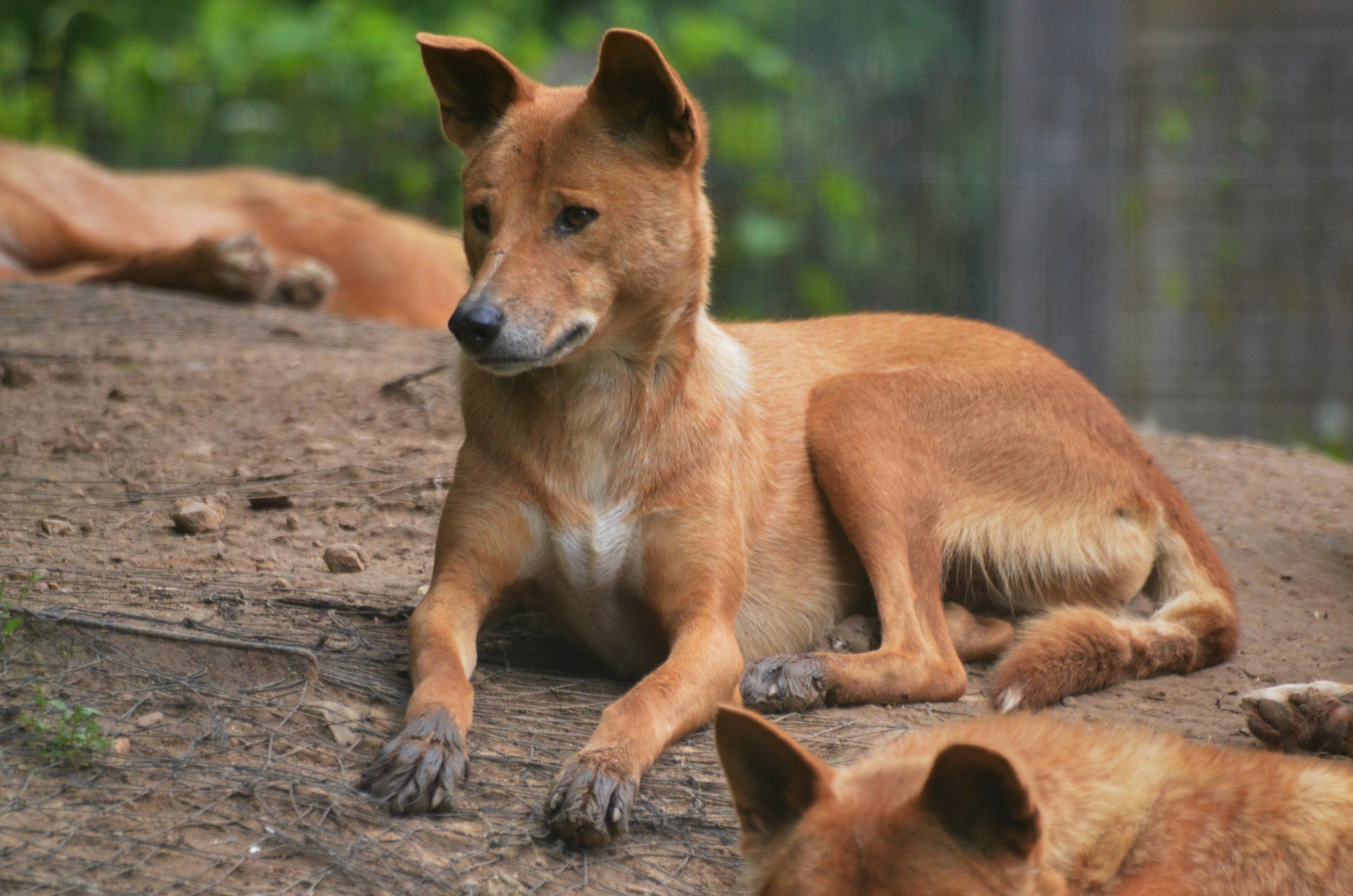 Dingo at Spaycific'Zoo, 13/06/18