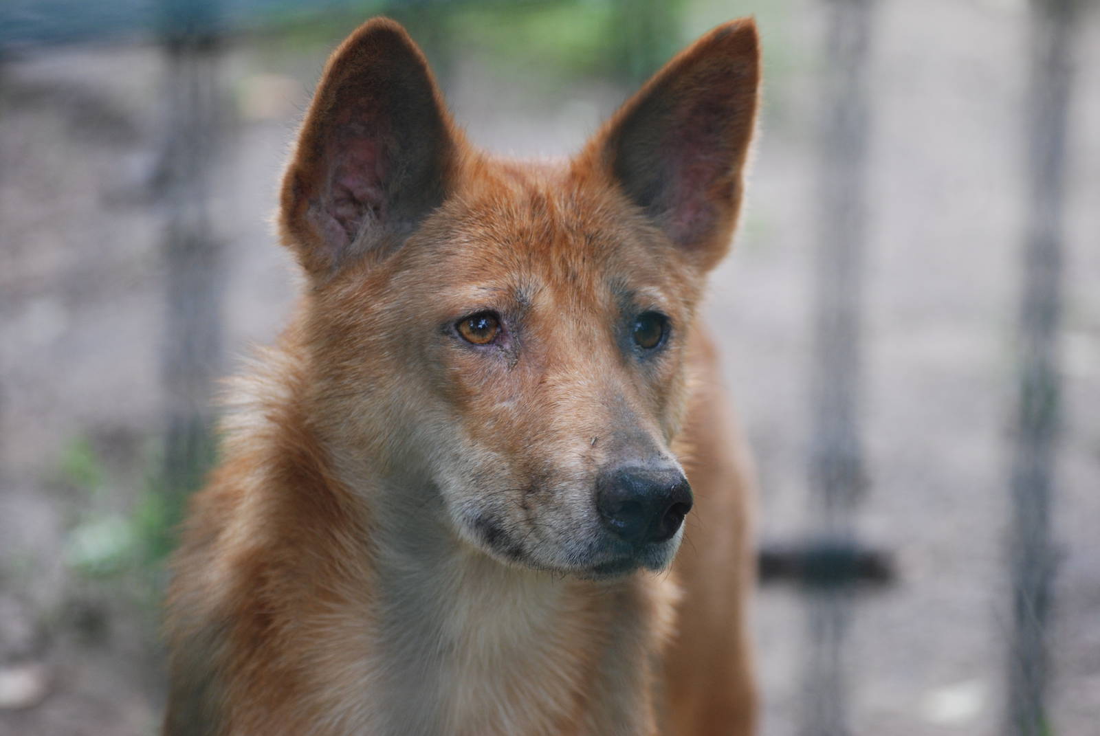 Dingo at Tierpark Berlin, 30/08/11