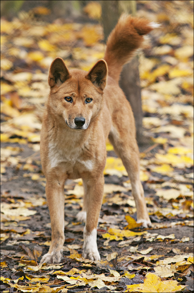 Dingo at Zoo in der Wingst
