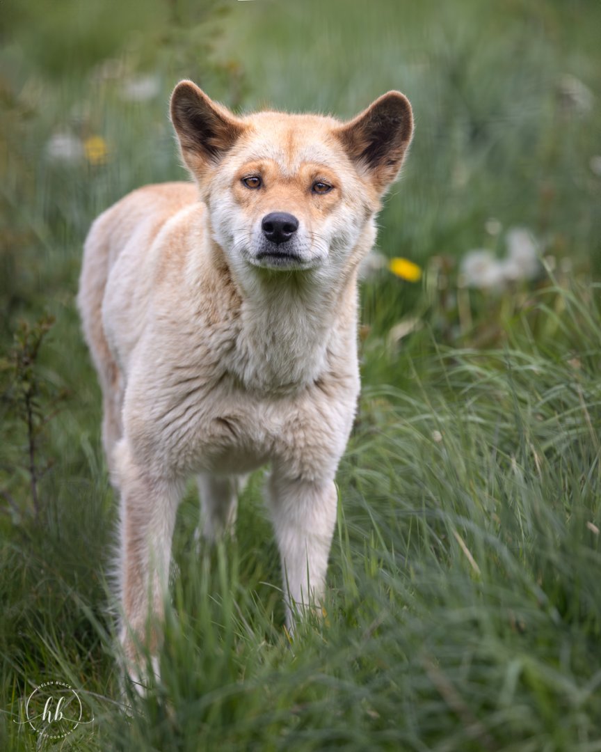 Dingo (Bernie) / Hamerton / 18-4-24