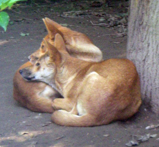 Dingo (Canis dingo)