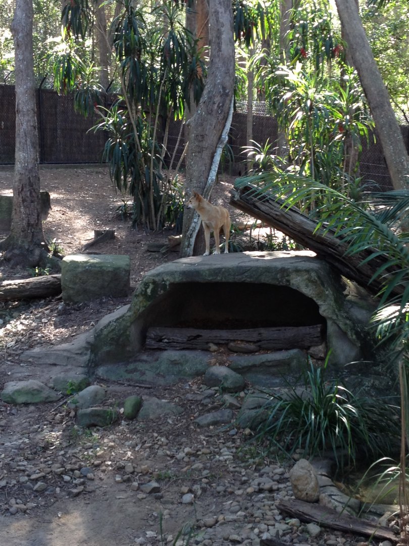 Dingo (Canis dingo)