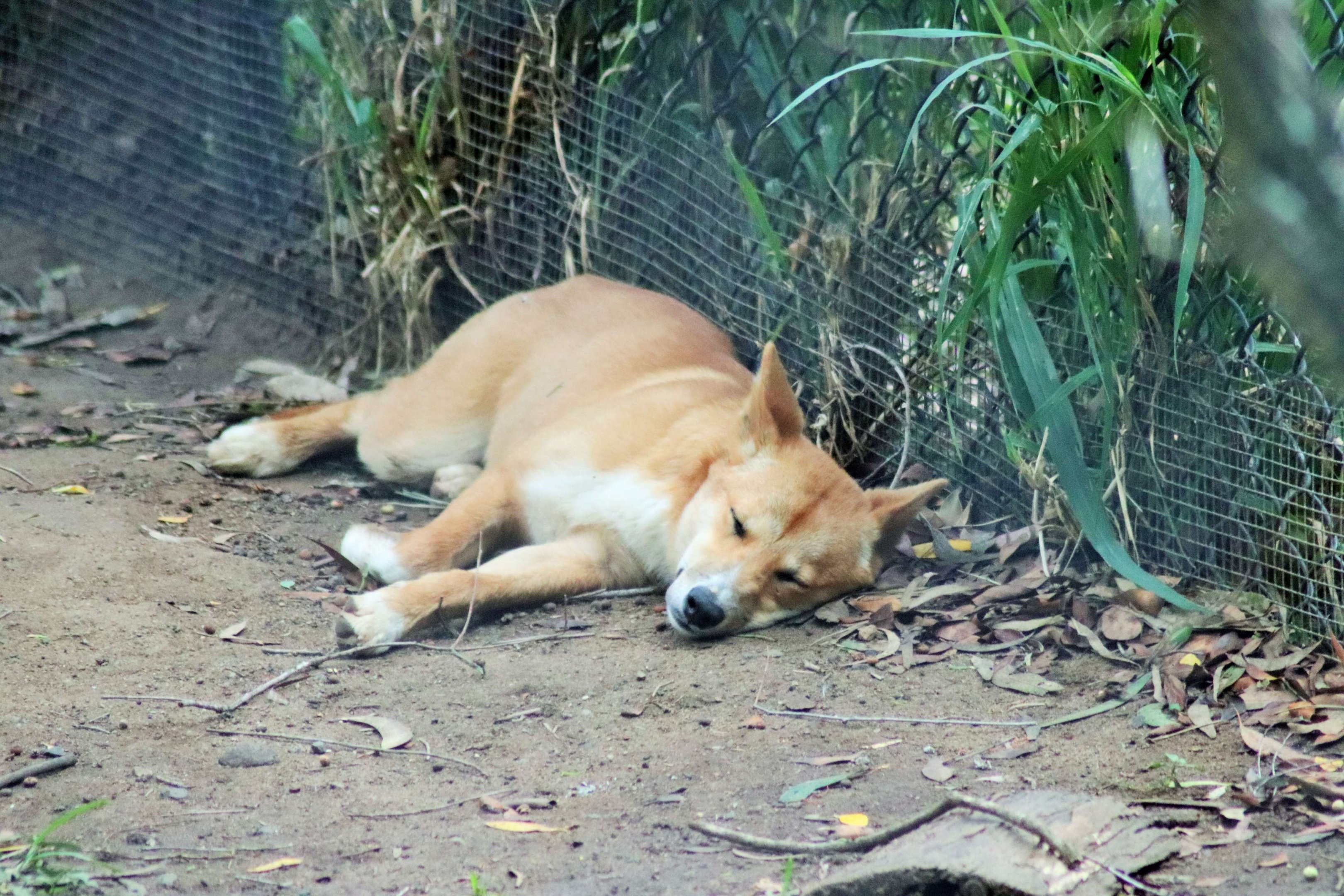 Dingo (Canis dingo)