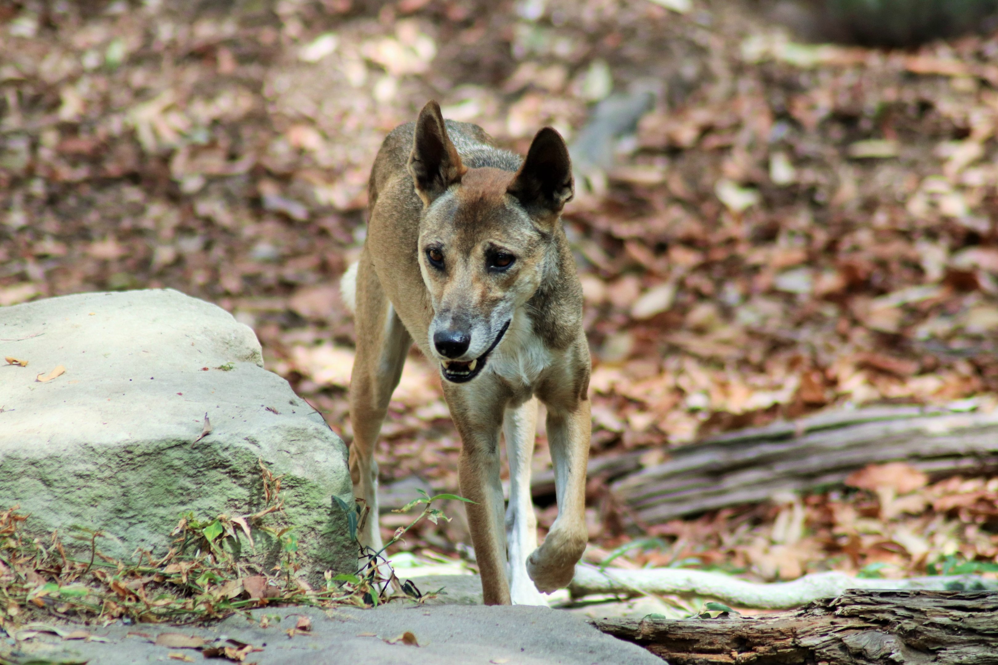 Dingo (Canis dingo)