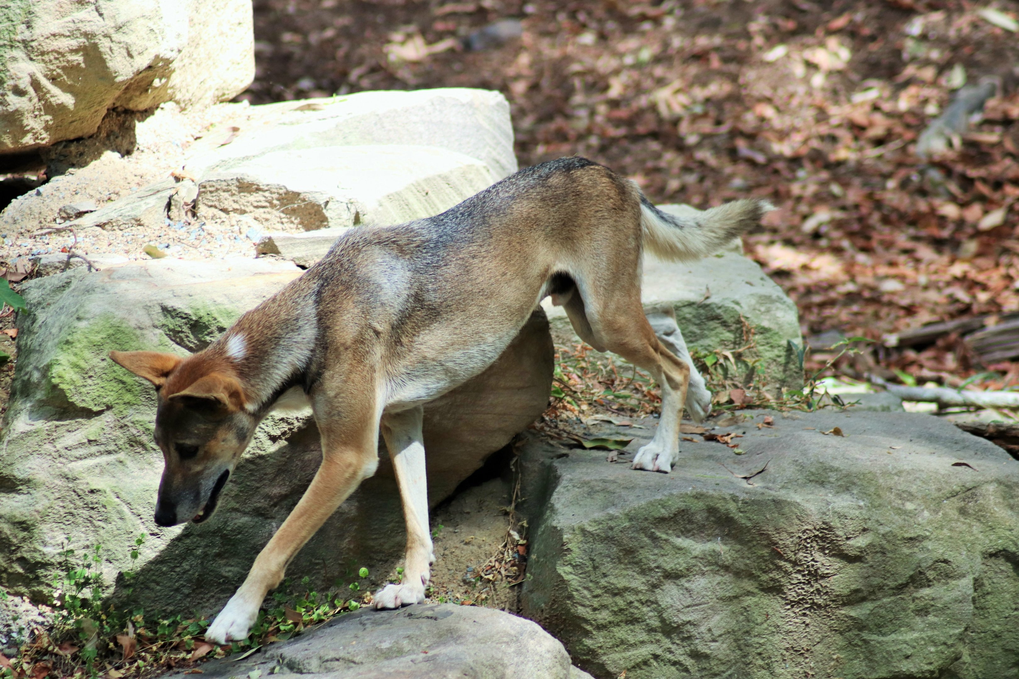 Dingo (Canis dingo)