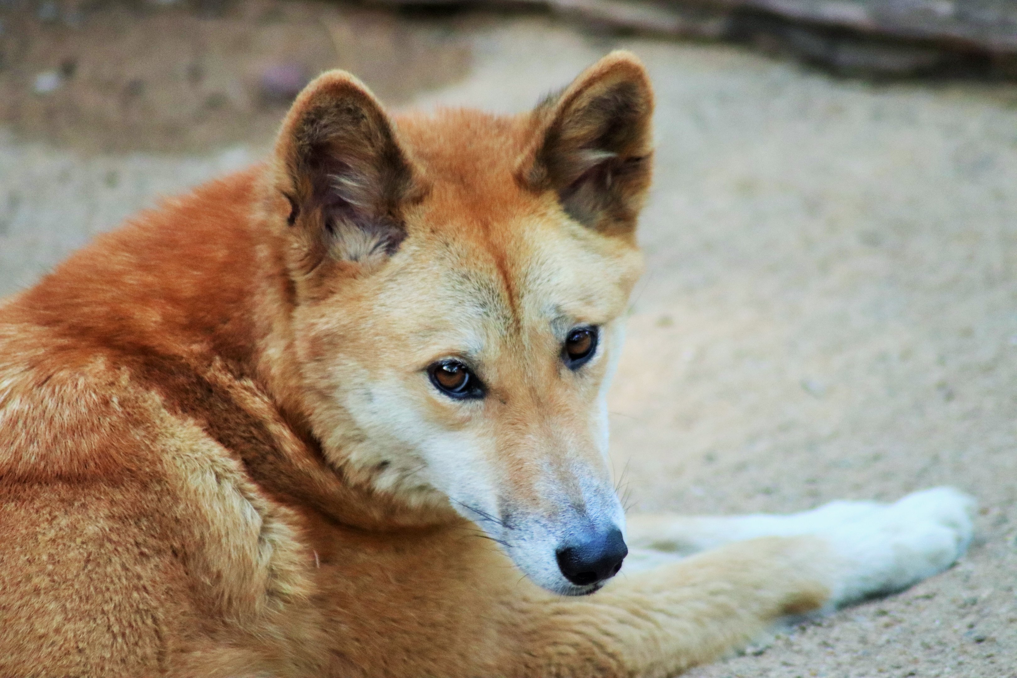 Dingo (Canis dingo)