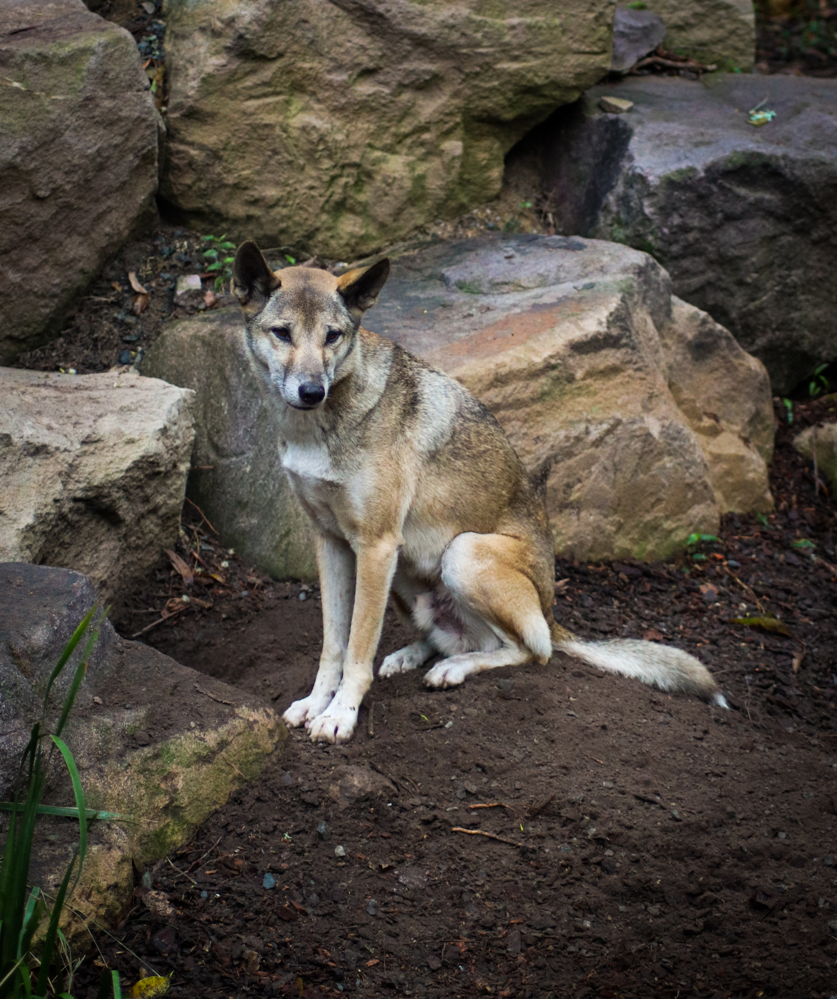 Dingo (Canis dingo)