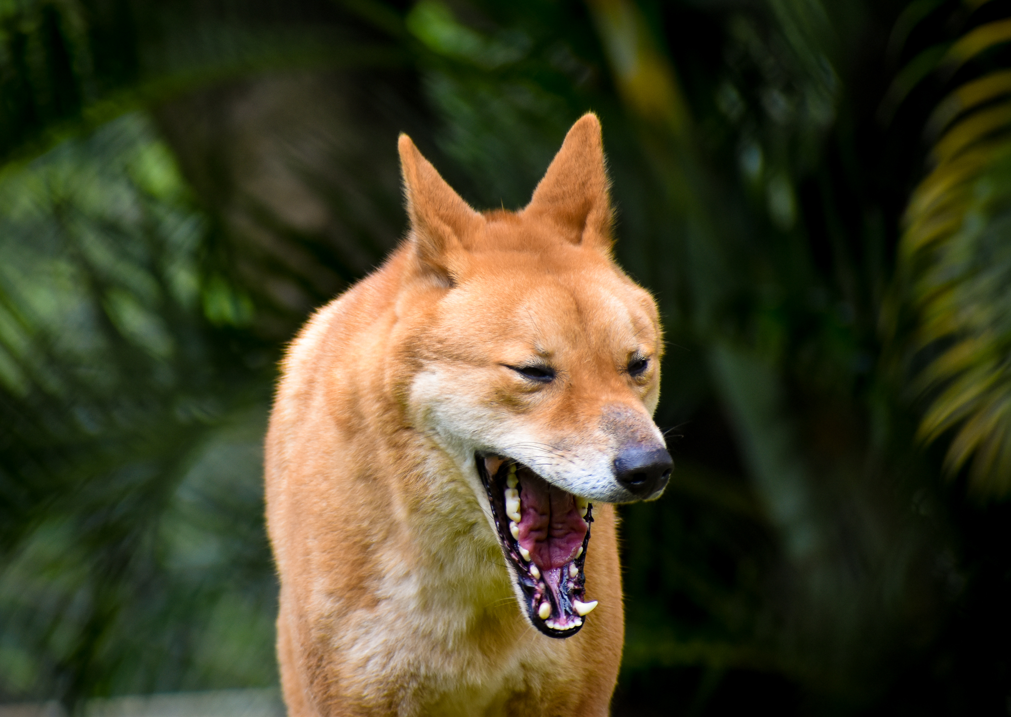 Dingo (Canis dingo)