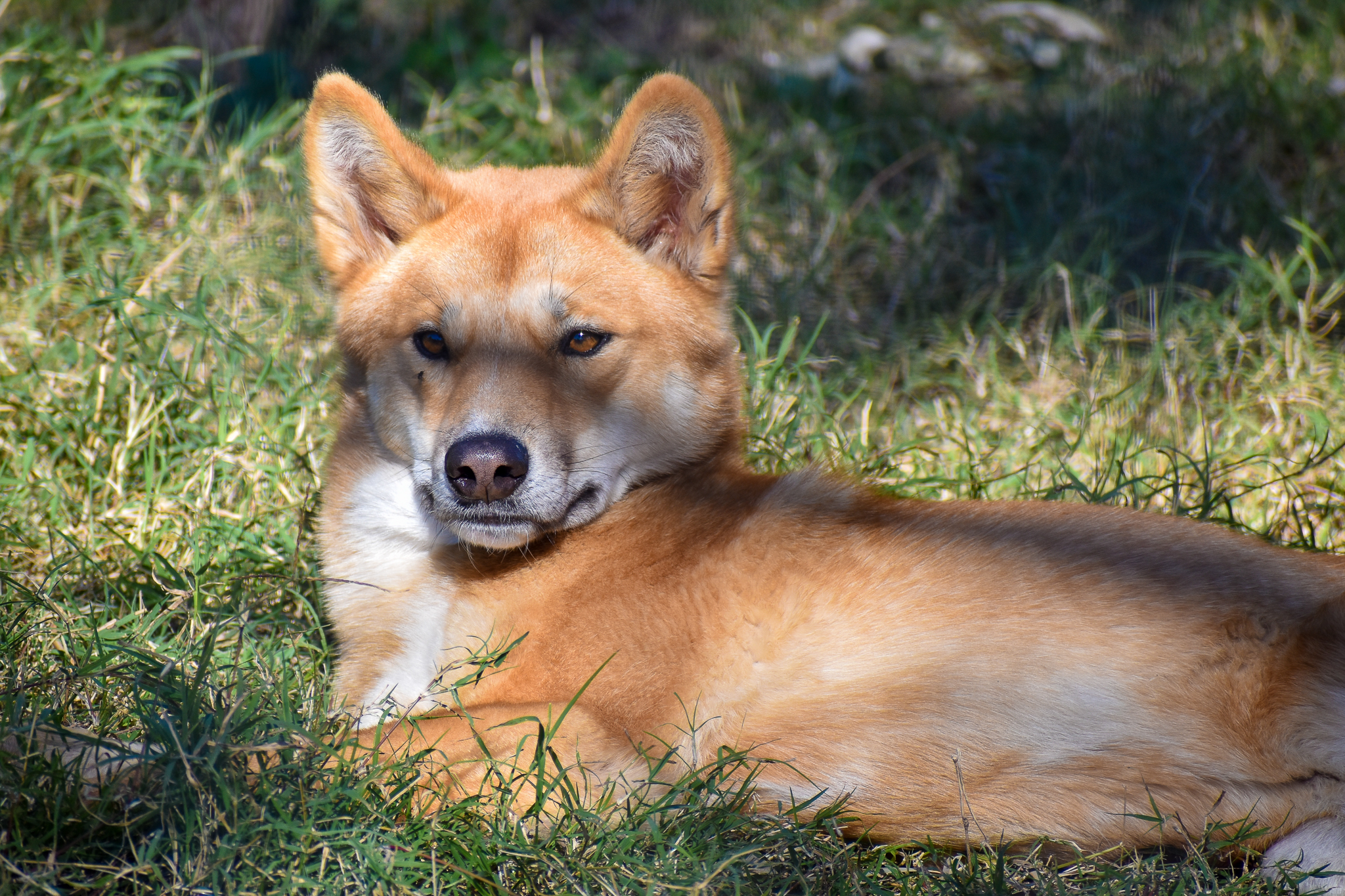 Dingo (Canis dingo)