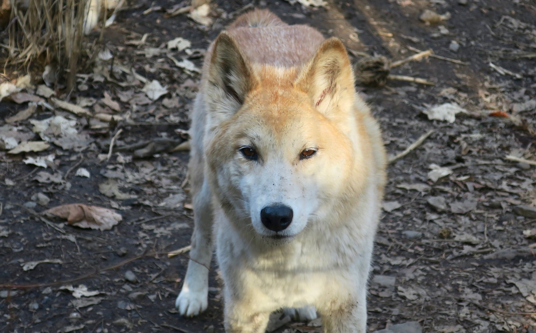 Dingo (Canis dingo)