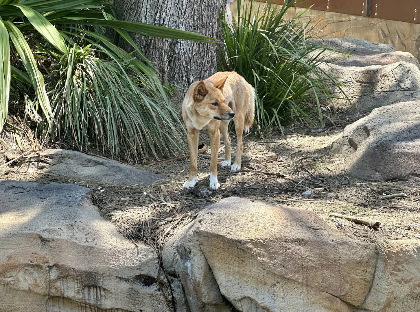 Dingo (Canis familiaris dingo)