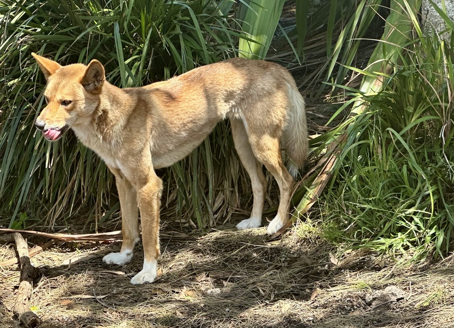 Dingo (Canis familiaris dingo)