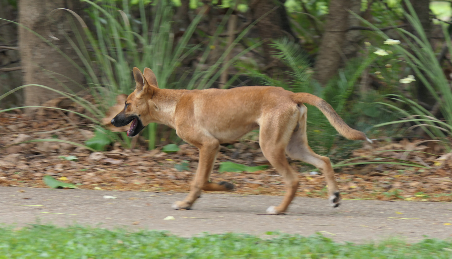 Dingo (Canis familiaris dingo)