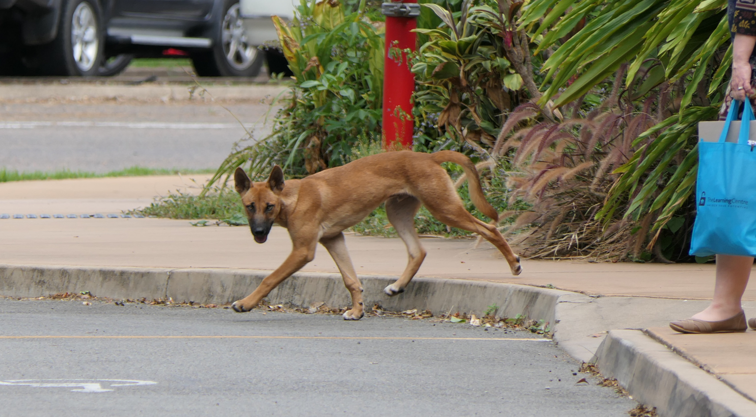 Dingo (Canis familiaris dingo)
