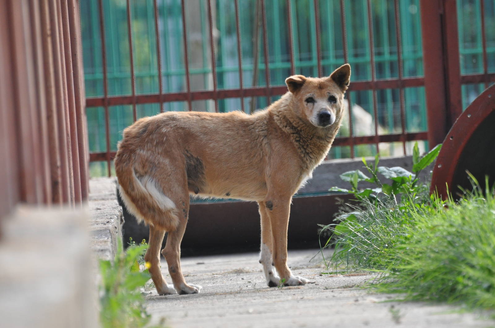 Dingo/ Canis lupus dingo