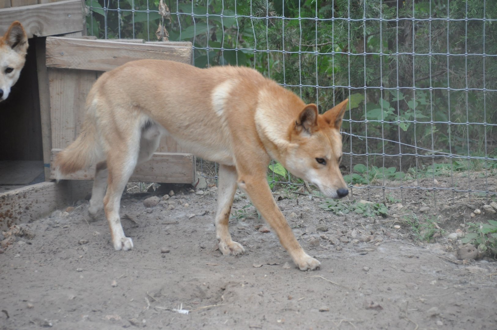 Dingo/ Canis lupus dingo
