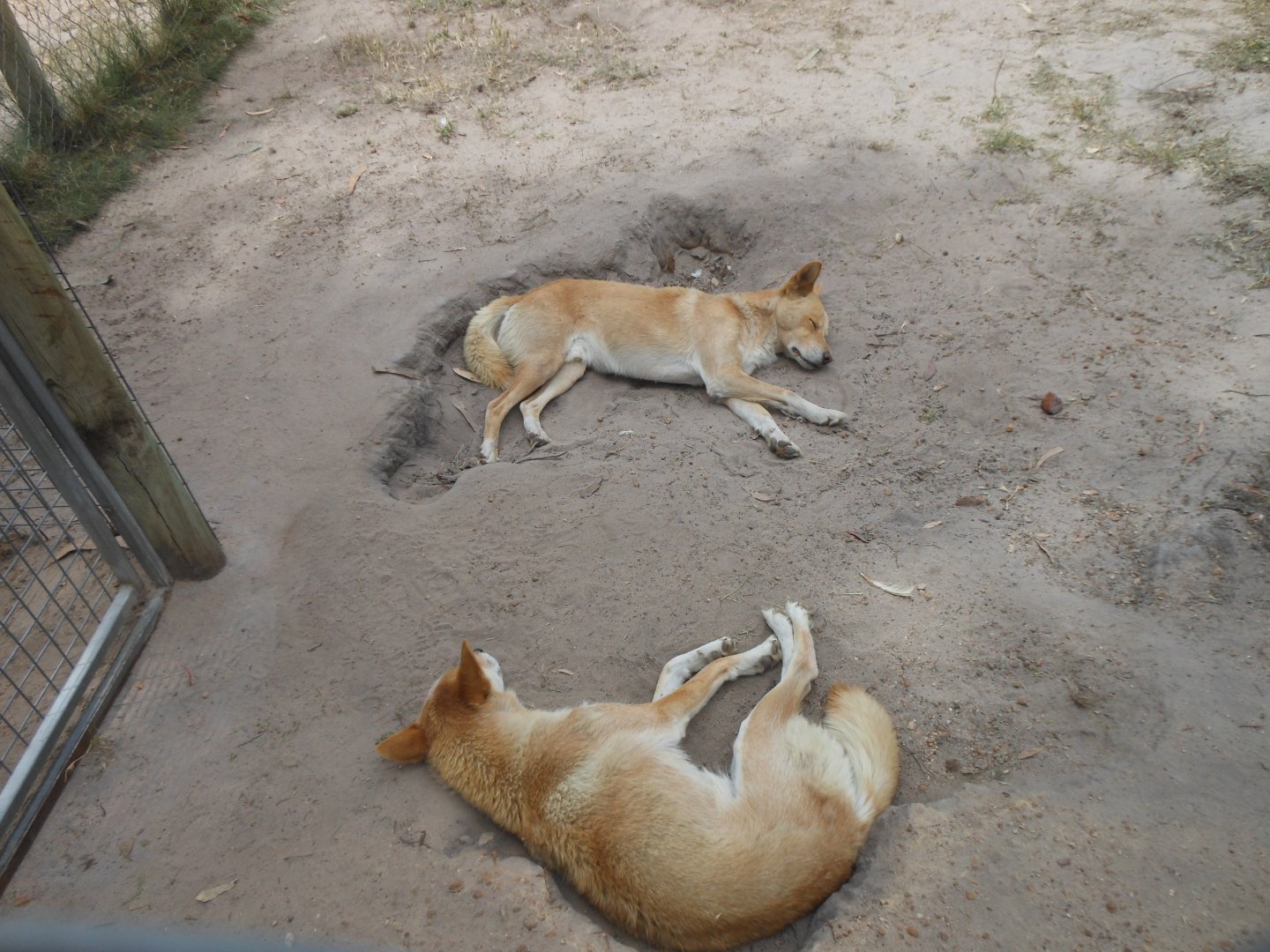 Dingo (Canis lupus dingo)
