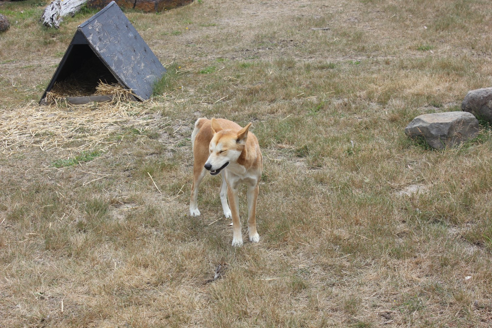 Dingo (Canis lupus dingo)