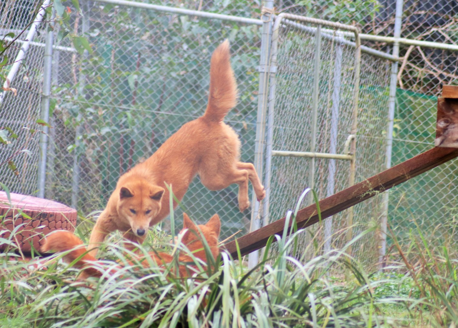Dingo (Canis lupus dingo)