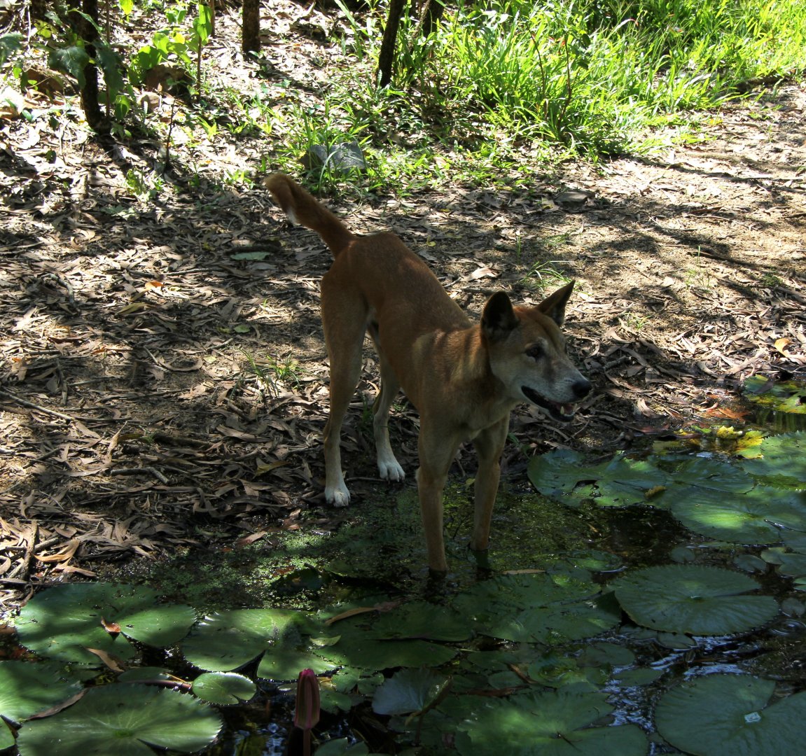 dingo (Canis lupus dingo)