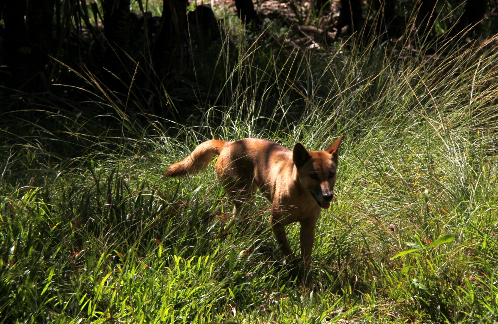 dingo (Canis lupus dingo)