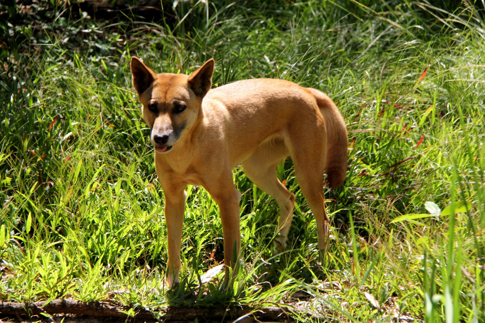 dingo (Canis lupus dingo)