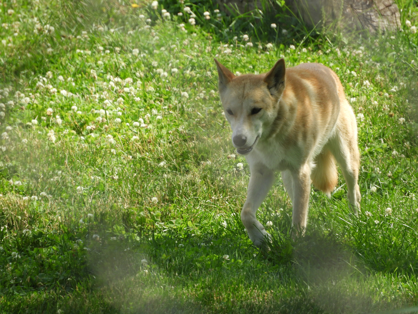 Dingo (Canis lupus dingo)