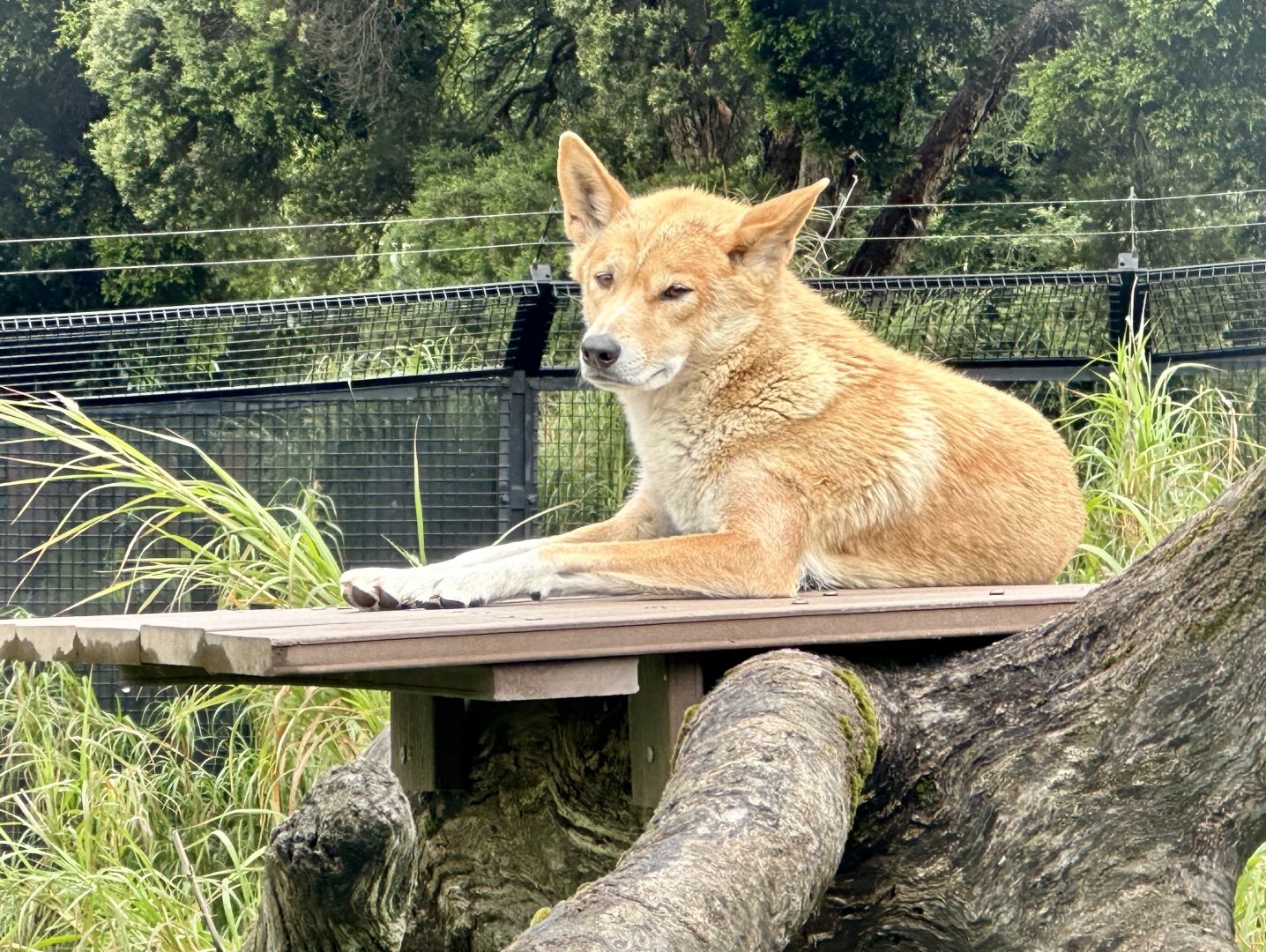Dingo (Canis lupus dingo)