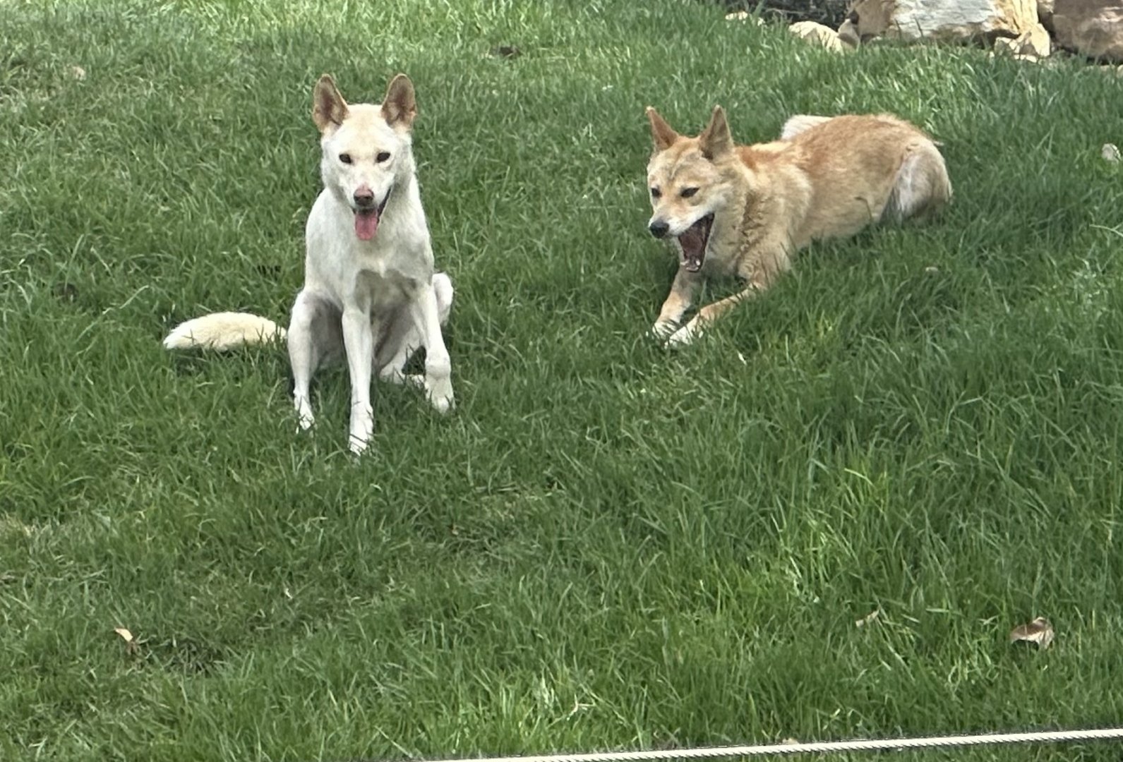 Dingo (Canis lupus dingo)