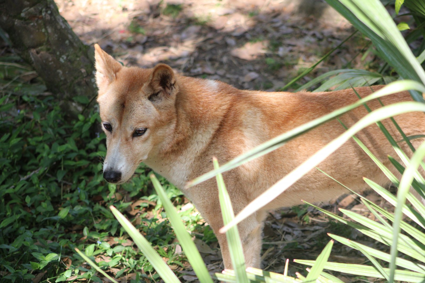Dingo (Canis sp. / ssp.)