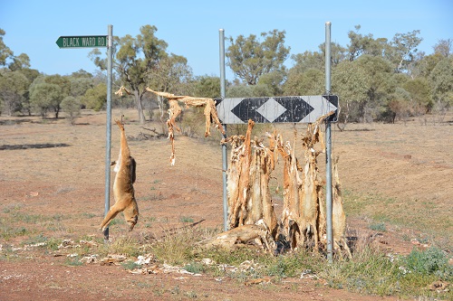 Dingo carcasses .   Left as warning to other dingoes ??