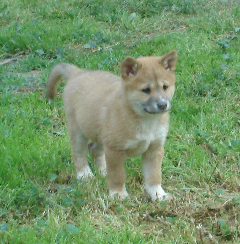 Dingo Cub