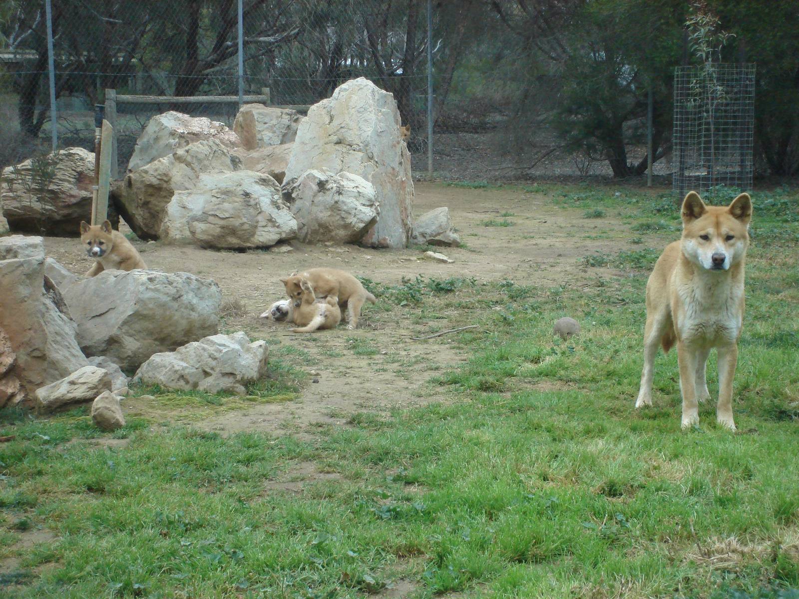 Dingo cubs and father