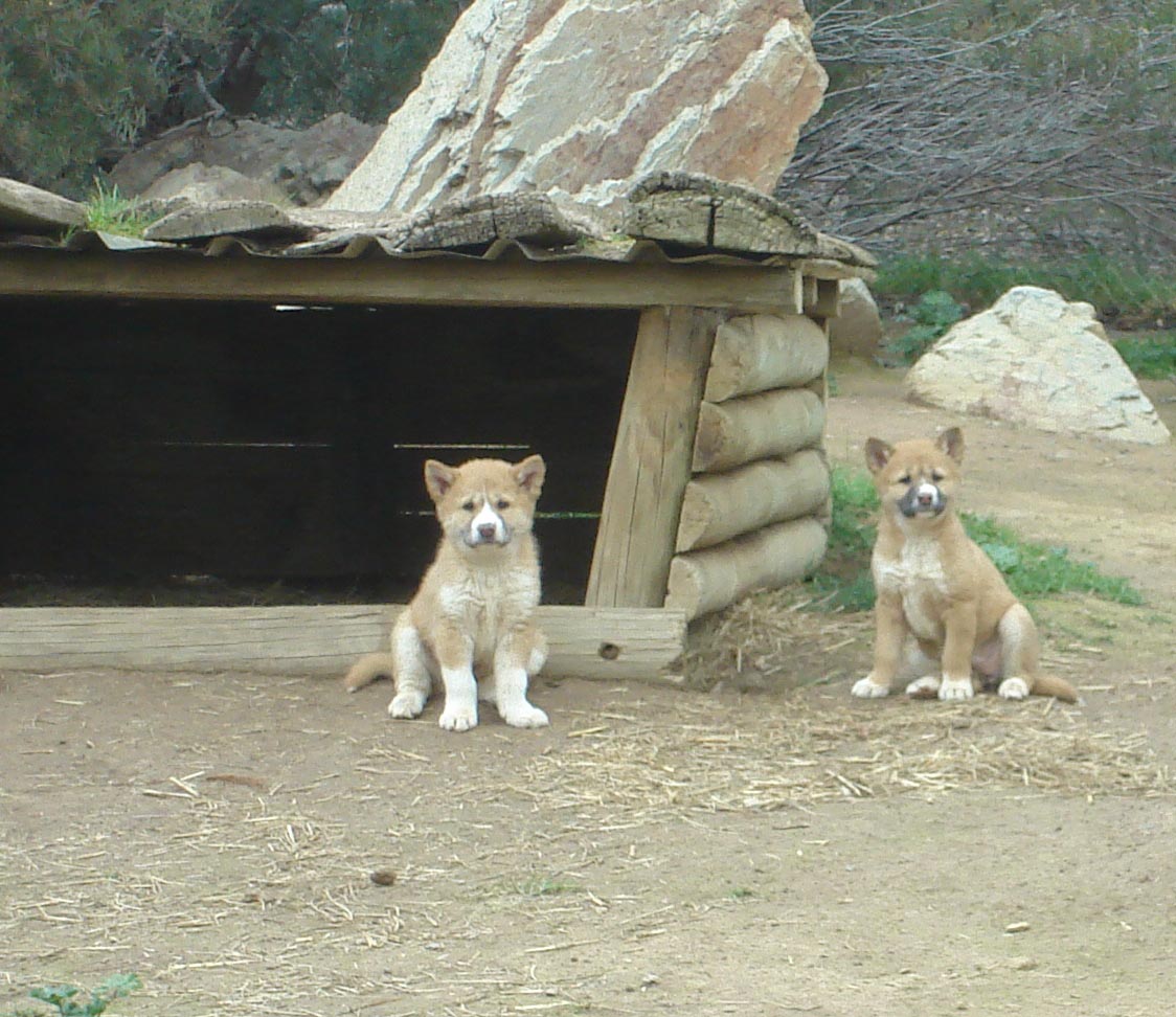 Dingo Cubs