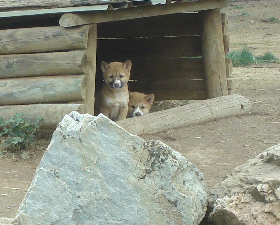 Dingo Cubs